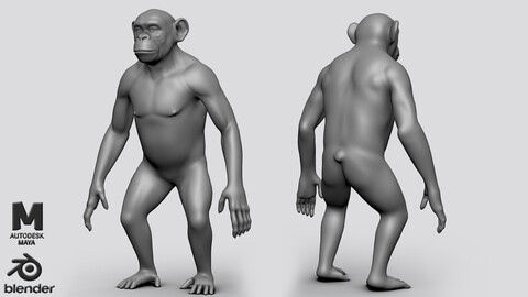 Chimpanzee ( BaseMesh ) - Topology + UV map