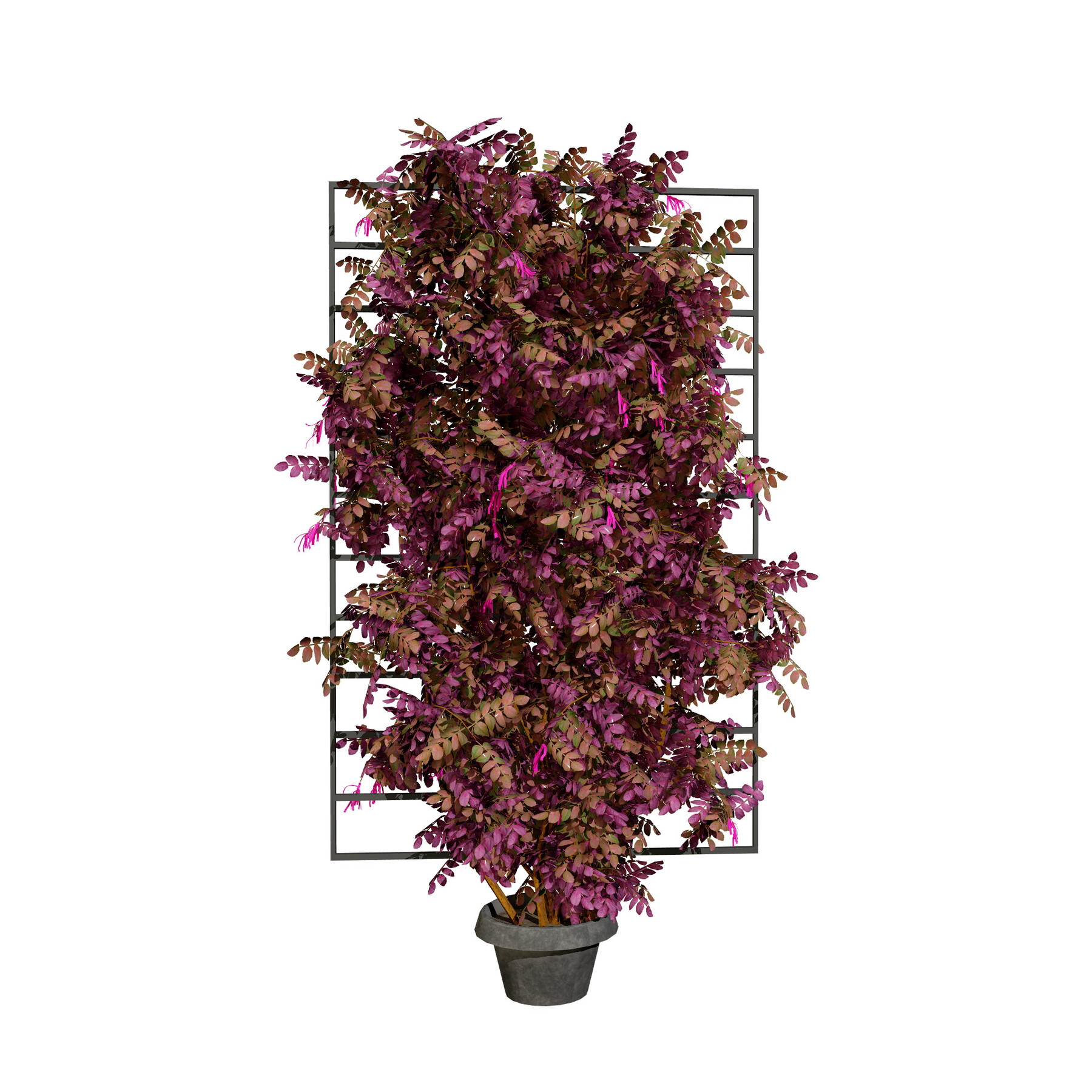 ArtStation - Potted Loropetalum Spalliera Climbers 3D Model | Resources