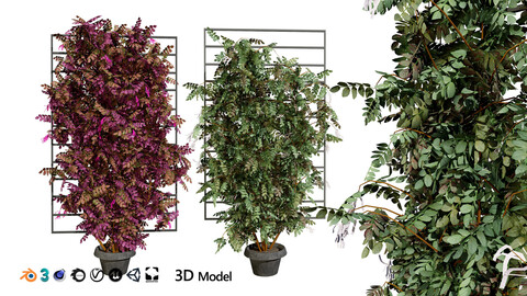 Potted Loropetalum Spalliera Climbers 3D Model