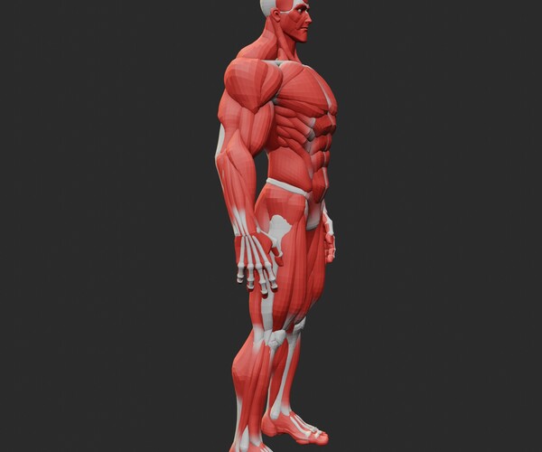 ArtStation - Ultimate Stylized Anatomy Ecorche | Resources