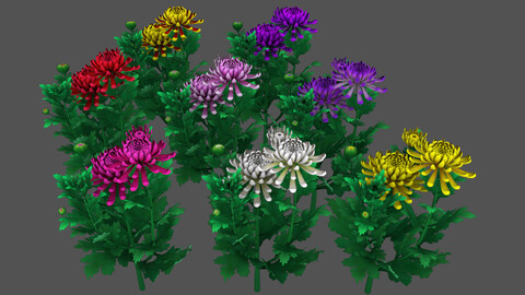 Flower_ Chrysanthemum-morifolium