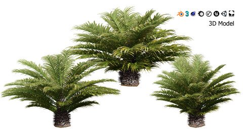 Cycas Revoluta 3D Model