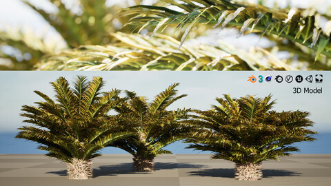 Cycas Revoluta 3D Model