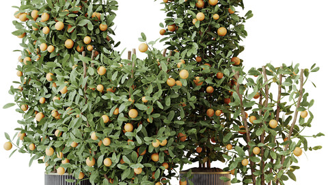 HQ HousePlants Mandarin Citrus Fruit Bosnai China Orange Tree Set02