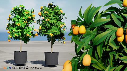 citrus trees collection