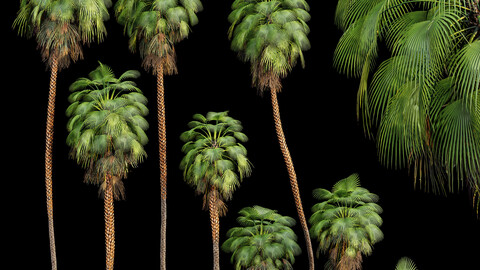 Mexican Fan Palm Washingtonia Robusta 9 trees