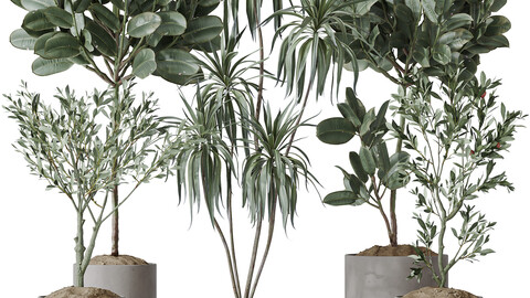 Indoor plants set 108 Dracaena Warneckii Lemon Lime and Mission Olive Tree