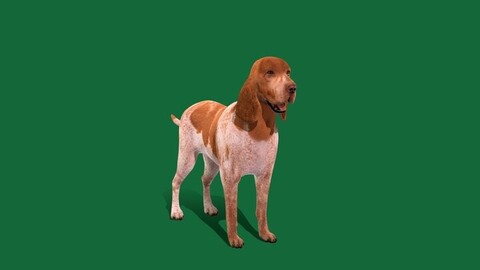 Bracco Italiano Dog Breed