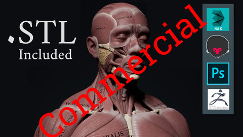 Human Anatomy Kit Commercial License