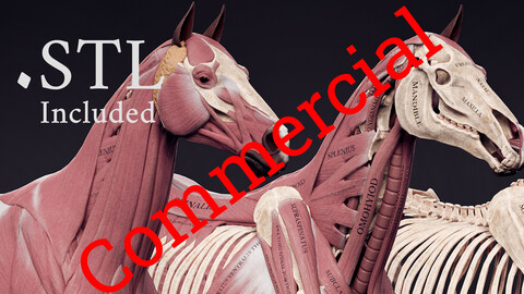 Horse Anatomy Kit Commercial License