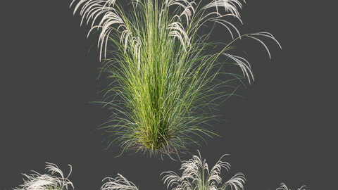 HQ Plants European Feather Stipa Pennata Grass