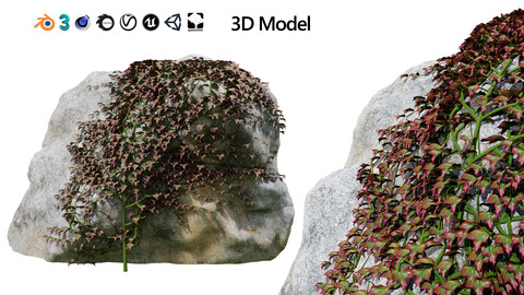 Parthenocissus Ivy on Rock 3D Model