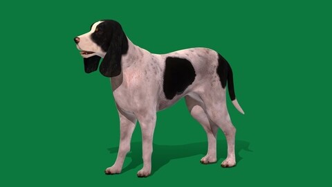 Ariegeois Dog