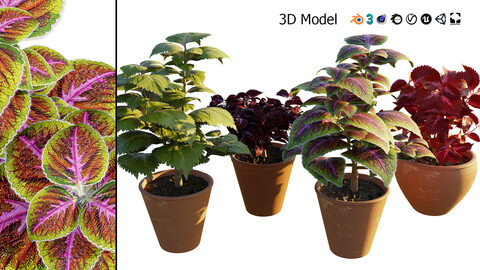 Potted Coleus Plant 3D Model