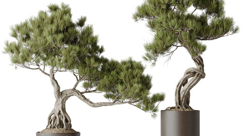 Indoor plants set 107 Bonsai Pinus Pentaphylla Thunbergii