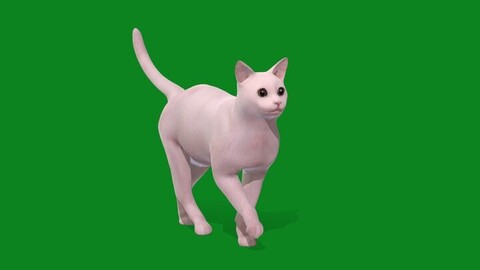 White Cat