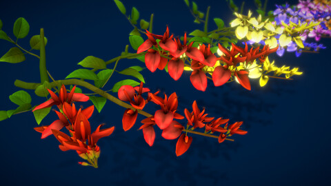 Flower Erythrina Crista-galli