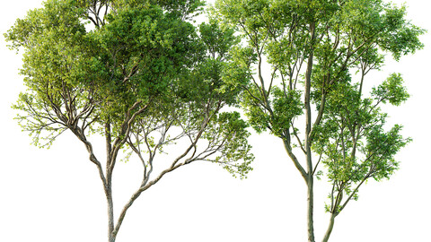 spring trees Acer Pseudoplatanus and Celtis Australis