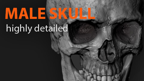 Male Skull - Highly Poly Detailed Sculpt