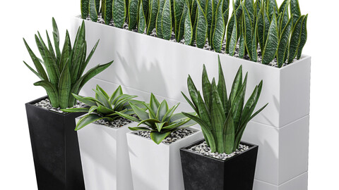 Partition Office Plants Sanseveria Snake Air Purifying