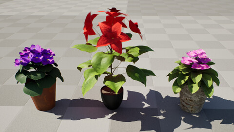 African violets and Poinsettia Plant