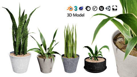 Dracaena Trifasciata 'Laurentii' 3D Model