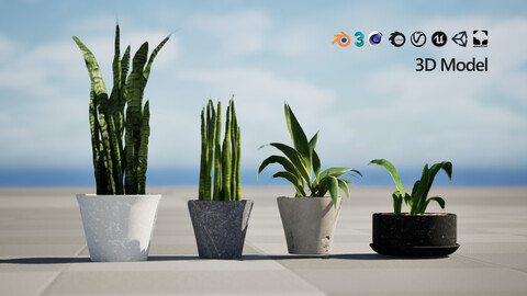 Dracaena Trifasciata 'Laurentii' 3D Model