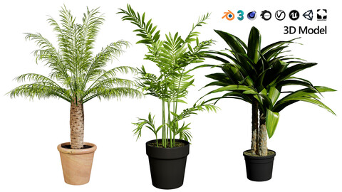 indoor palm collection