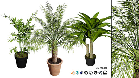 indoor palm collection