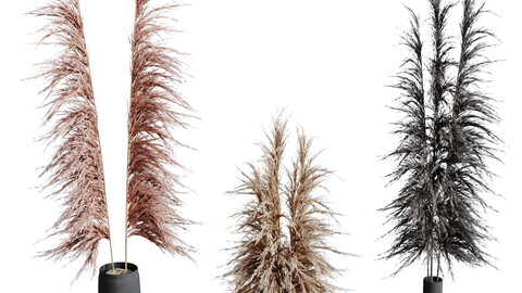 HQ HousePlants Decorative Miscanthus Pampas Dried Branches Pampy03