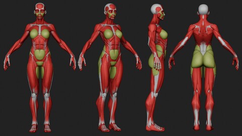 Ultimate Stylized Female Anatomy Ecorche