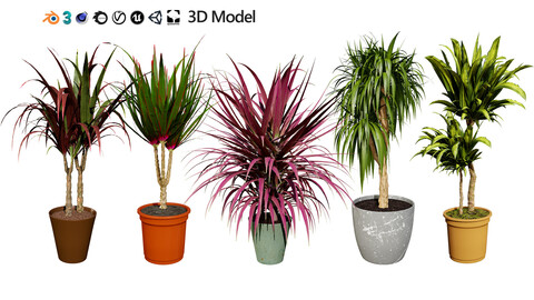 indoor Dragon palm trees collection