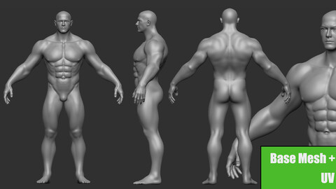 Male muscle Anatomy Base mesh