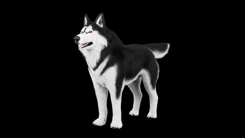 Siberian Husky Rigged Dog 3D Model