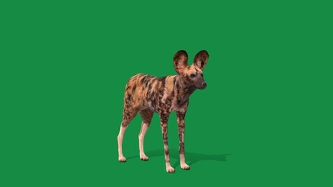 African Wild Dog