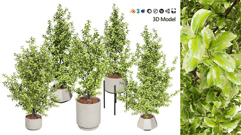 Ficus Triangle 'Variegata' 3D Model