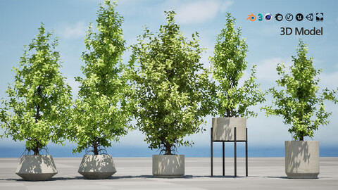 Ficus Triangle 'Variegata' 3D Model