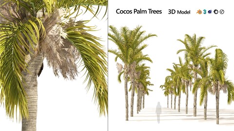 Cocos Palm Trees