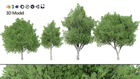 Low Poly Grey Poplar Trees