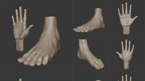 3D Reference Models: High Poly Hand and Foot