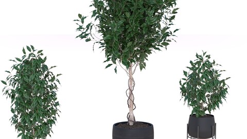 Small trees 3D Models