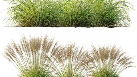 Carex Elata Aurea Grass and Molinia Caerulea