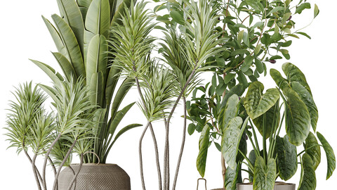 Indoor plants set 114 Spineless Yucca and Ravenala Banana Strelitzia