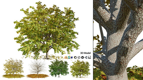 All-Seasons Tree 3D Model