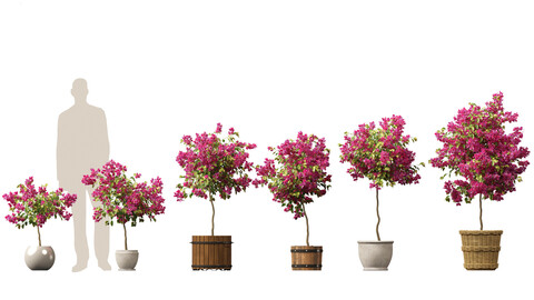 Bougainvillea glabra - Lesser bougainvillea 05