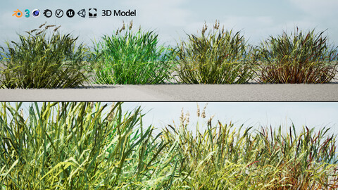 Realistic Grass 3D Model