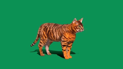 Toyger Cat