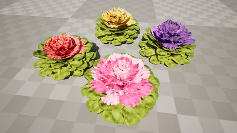 Cabbage Flowers 3D Model