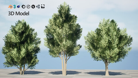 Low Poly Salix Alba Trees