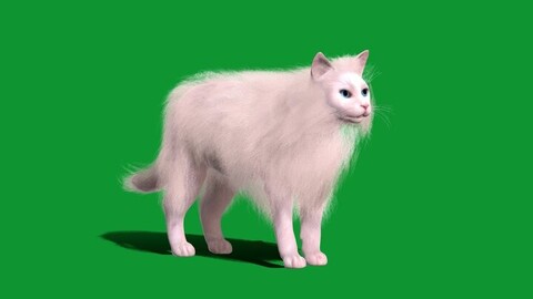 White Cat